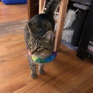 Bird Safety Ruffle with Breakaway Collar